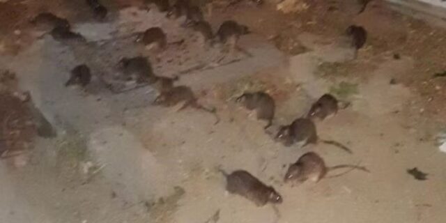 Imatge d'arxiu d'una plaga de rates en un solar ocupat del barri de Gràcia. Foto: cedida per Metrópoli